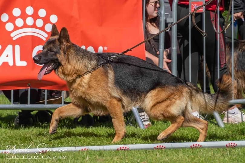 Wallace du Parc a Mitrailles